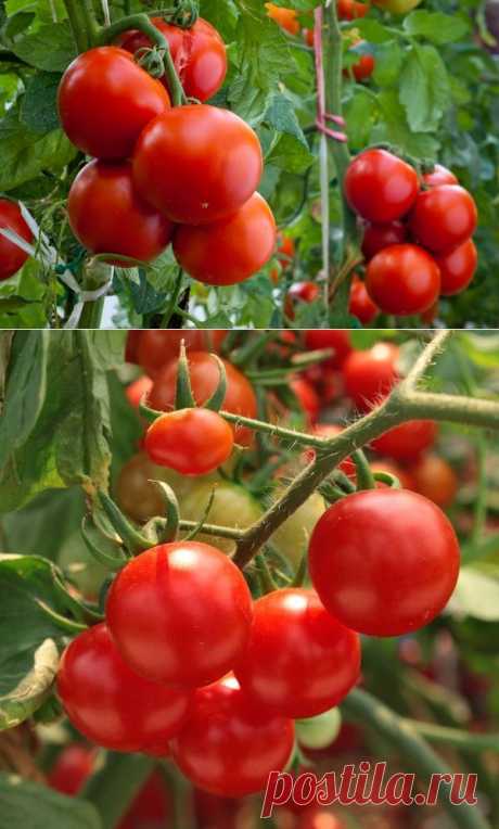 Томаты: полив и подкормка томатов