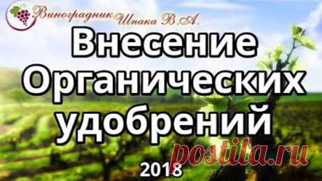 Внесение органических удобрений на винограднике