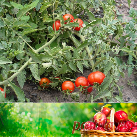 Чтобы помидоры были урожайными — 6 соток