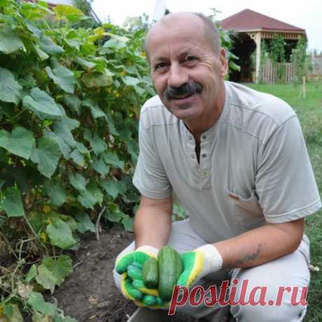 Молочный комплекс борьбы с мучнистой росой на огурцах