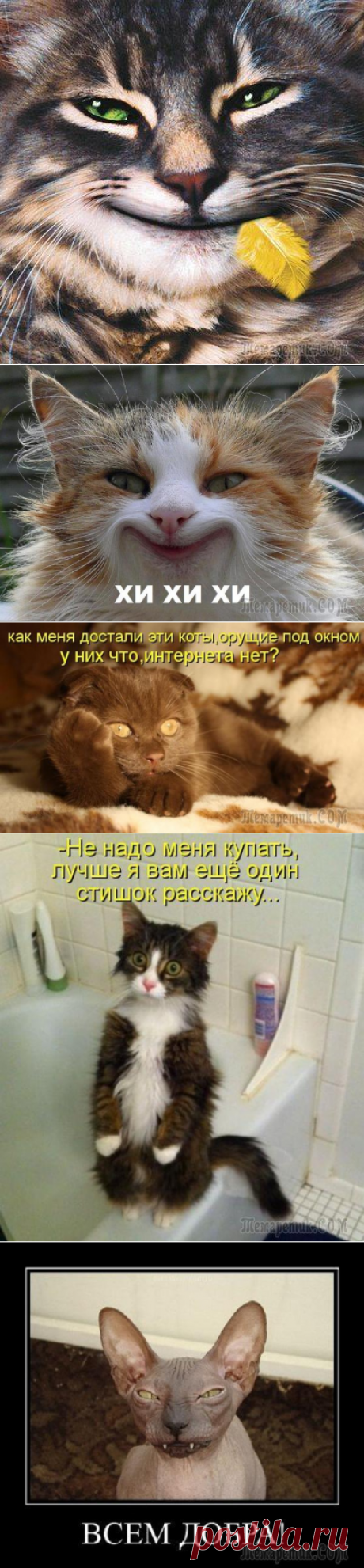 Коты, кошки, котики.... )))