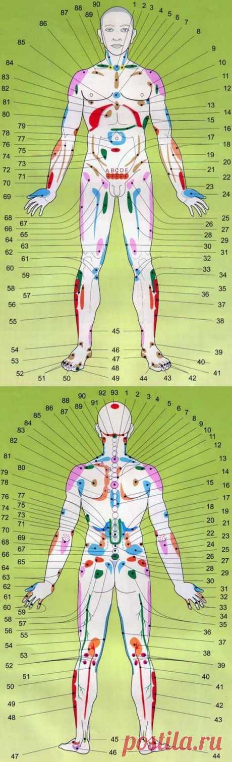 Проекционные зоны внутренних органов на теле человека - узнайте себя лучше!