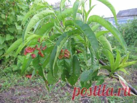 Болезни персика - Сад - Болезни растений - Каталог статей - Сайт для дачников