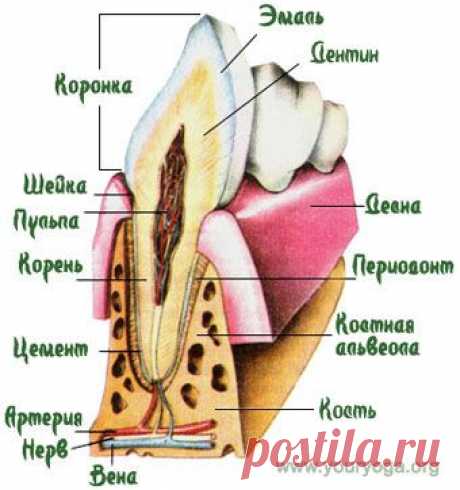 Твоя Йога. Практика: Регенерация новых зубов. Как вырастить новые зубы?