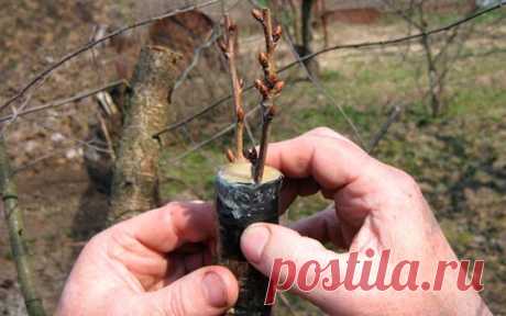 Все тонкости прививки груши на грушу и оптимальное время для нее