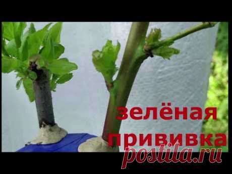 green grafting / зеленая прививка