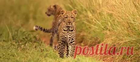 Пока взрослые леопарды охотятся на антилоп, детеныши оттачивают свои навыки на черепахах, мангустах и ушастых грызунах. Смотреть до конца 😄