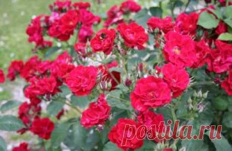 Розы флорибунда – 9 основных правил по выращиванию | В цветнике (Огород.ru)