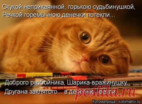 Котоматрицы