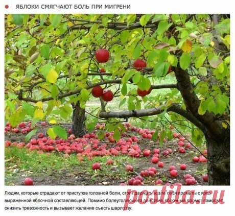 10 природных ароматов, которые меняют настроение - ярмарки и дизайн-мареты 4 сезона в Москве и Санкт-Петербурге