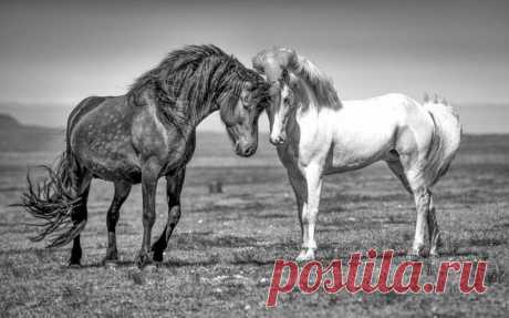 ГРАЦИЯ ЛОШАДЕЙ В ФОТОГРАФИЯХ КЕРРИ ХЕНДРИ.