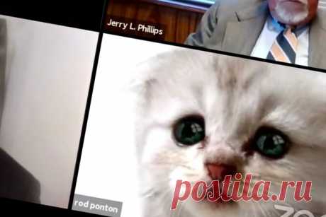 Вирусное видео: адвокат вышел в эфир в маске котика