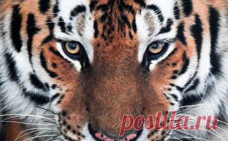 Тушу убитого амурского тигра нашли в Приморье. Убитого и расчлененного амурского тигра обнаружили в Приморском крае.