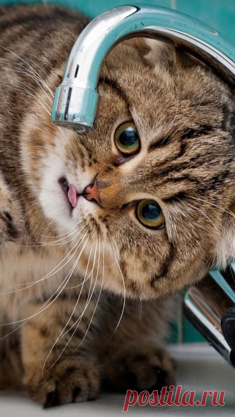 Beautiful Cat Drinking Water | Cutest Paw