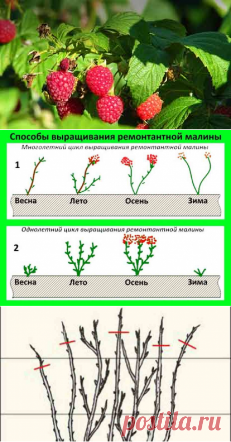 Чем ремонтантная малина отличается от обычной и как за ней ухаживать| Полезные статьи на блоге Беккер