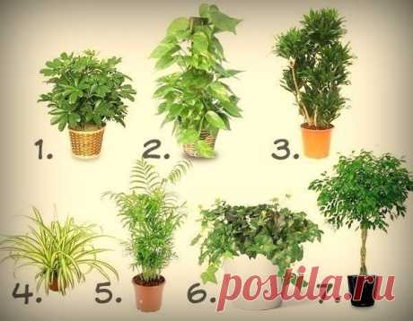 Комнатные растения, которые очищают воздух? — Полезные советы
