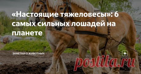 «Настоящие тяжеловесы»: 6 самых сильных лошадей на планете Лошади по умолчанию очень сильные и выносливые животные. Не зря же люди использовали их для транспортировки грузов и работы на полях на протяжении тысячелетий.  Более того — «лошадиную силу» даже стали использовать в качестве единицы измерения мощности двигателей автомобилей. Но среди всех лошадей встречаются настоящие тяжеловесы, которые поражают воображение своей физической мощью. Русский тяжеловоз Эта порода лош...