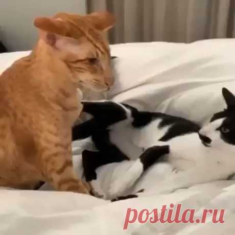 Фотографии от пользователя DOG JUMP на youtube
 · · · #funny cat videos hilarious #funny cat videos hilarious crazy #funny cat videos hilarious weird #funny cat videos hilarious crazy #funny cat videos hilarious so cute #funny cat videos hilarious humor…