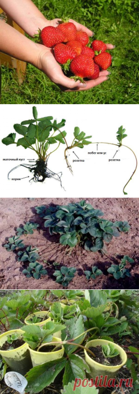 Клубника. Выращивание, посадка, уход и сорта клубники, фото+ВИДЕО | ВИНОГРАДНИК.by