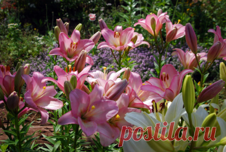 Полезные советы по посадке красавицы Лилии в грунт. Чудесные цветы, которые замечательно украсят ваш сад