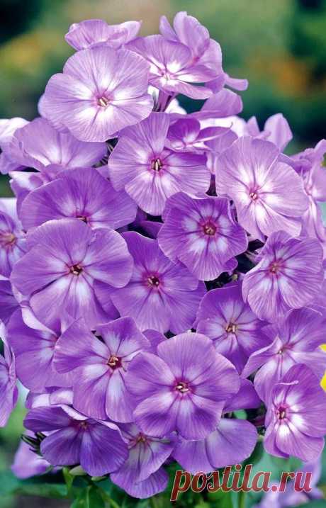 Phlox 'Laura'