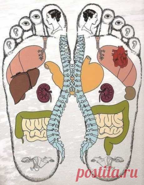 Методика массажа стоп

КАК СНЯТЬ БОЛЬ В СПИНЕ ПРИ ПОМОЩИ СТОПЫ?

Не можете сделать сами себе массаж спины и снять боль в позвоночнике? Тогда сделайте его на ребре стопы! Удивлены?

На ребре стопы, оказывается, расположено множество рефлекторных точек, воздействуя на которые можно улучшить работу определенных органов. Там и можно найти свой "позвоночник".

Методика массажа.

Нaйдите на стопе «позвоночник». Сядьтe на пол со cкрещенными ногами. Вoзьмите в руки любую стопу. Ли...
