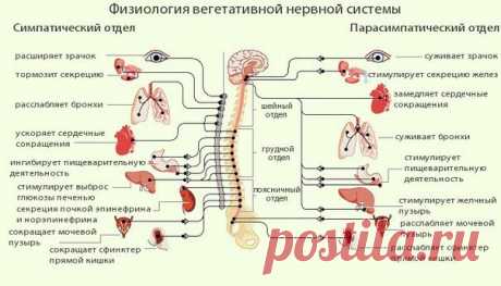 УЛУЧШАЕМ ТОНУС СОСУДОВ...