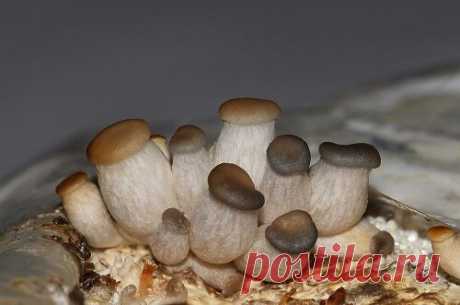 Как вырастить грибы на даче - Садовник PRO