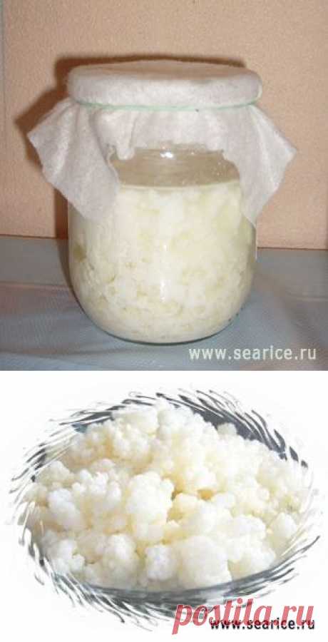 Тибетский молочный гриб.Молочный гриб: инструкция по применению. Диета для похудения на основе молочного тибетского гриба.Полезные свойства кефира