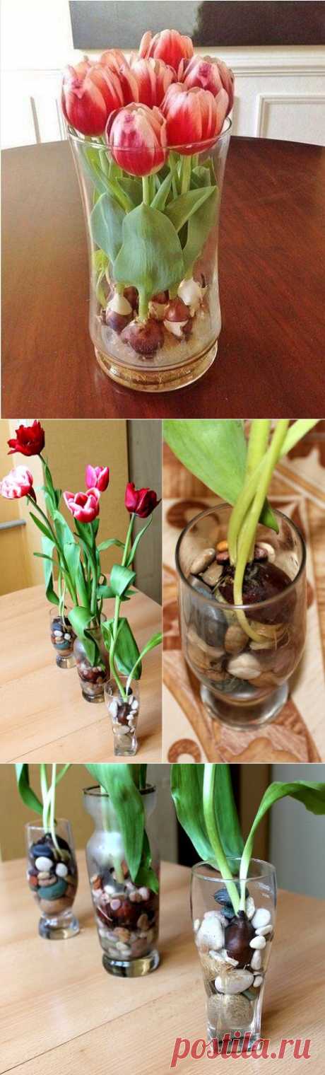 Как вырастить тюльпаны в квартире (без земли)