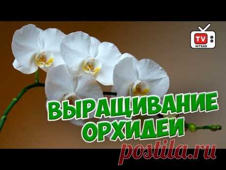 Орхидеи 🌺 Особенности выращивания 🌺 Прямой эфир