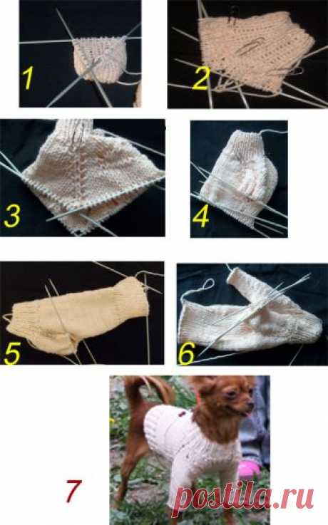 Как связать свитер для собаки своими руками спицами или крючком, схемы и выкройка