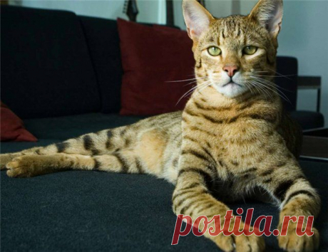 Самой дорогой и желанной в мире породой кошек признана ашера, или мини-леопард