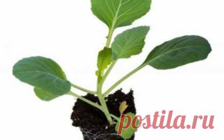 12 секретов выращивания рассады капусты