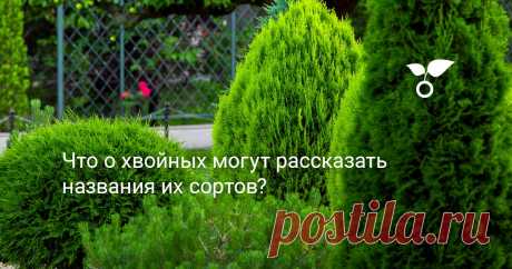 Что о хвойных могут рассказать названия их сортов? У многих хвойных растений названия сортов являются говорящими, то есть услышав их, мы сразу же можем узнать основные особенности культивара. Научившись разбираться в них, можно будет легко получить представление об особенностях конкретного экземпляра, не заглядывая в справочник.