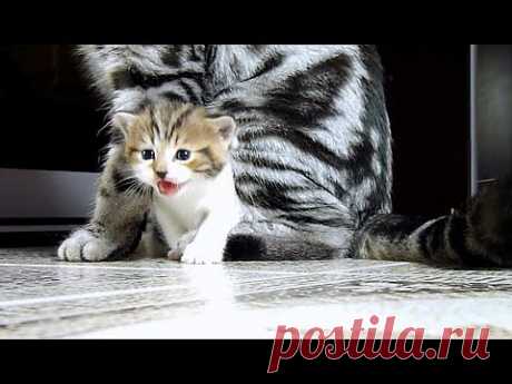 Funny Cats  Compilation (Fail and win Kittens from Chorus Line) - YouTube