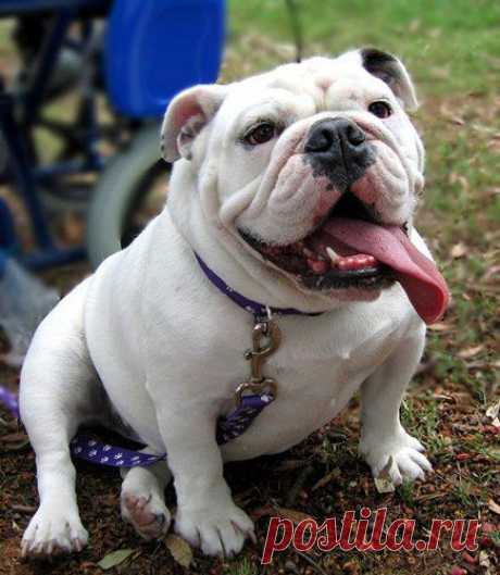 Английский бульдог (Bulldog) - описание породы, фото, выбор щенка и питомники | Animal.ru