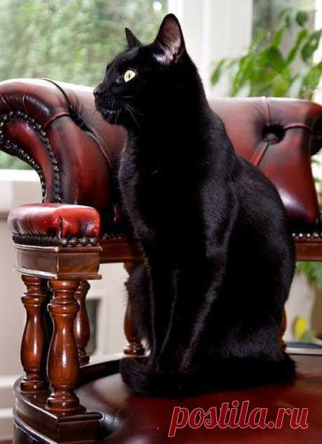 Elegant Black Cat  |  Pinterest: инструмент для поиска и хранения интересных идей
