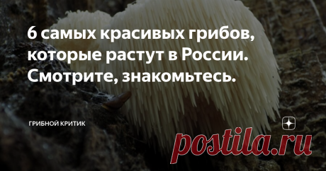 6 самых красивых грибов, которые растут в России. Смотрите, знакомьтесь. В статье нет фотографий и упоминаний про белые грибы или красные мухоморы. Это слишком уж очевидные претенденты. Даже дети их знают ещё с детсадовских времён.
Здравия всем! И грибов полные корзины!
В лесах России растёт огромное количество грибов. Всяких и разных, ядовитых и съедобных, пластинчатых и трубчатых, предпочитающих сосновый бор или берёзовую рощу, появляющихся ранней весной или только о