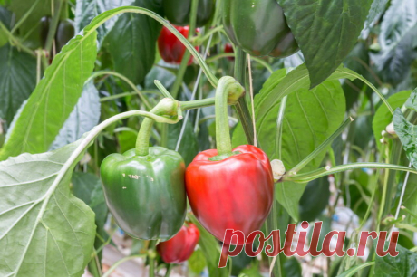 Чем подкормить перцы в период цветения и плодоношения | Идеальный огород | Яндекс Дзен
