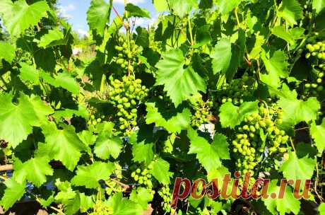Жирование виноградного куста - причины и способы борьбы | Самарский виноград | Яндекс Дзен