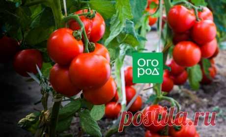 17 лучших сортов томатов для теплицы и открытого грунта – рейтинг от наших читателей | На грядке (Огород.ru)