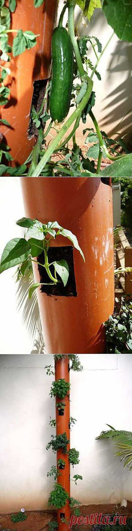 Как вам такой способ выращивания огурцов?. Так ведь можно и на балконе плантации огуречные разводить? Вертикальная посадка - отличное решение и для маленьких садовых участков.