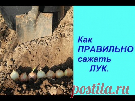 Как ПРАВИЛЬНО сажать ЛУК. | Planting Onions.