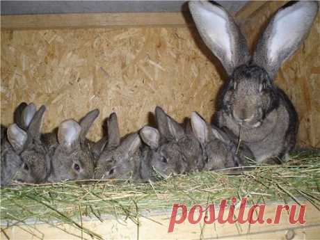 Разведение кроликов в домашних условиях для себя и для продажи