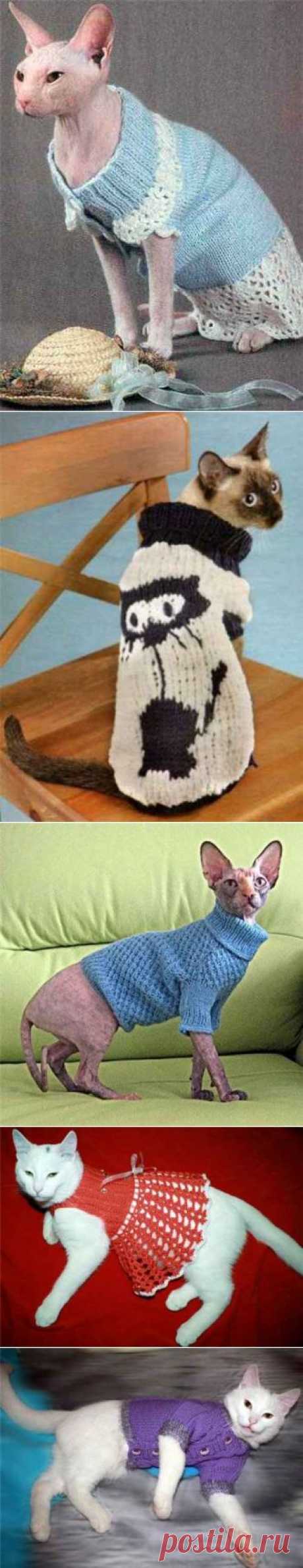 Одежда для кошек спицами