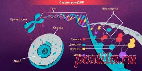 Интересные факты о человеческих генах &amp;bull; zabaka.net

Откуда взялось большинство наших генов, сколько в нас от неандертальцев, насколько геном разных людей отличается друг от друга и другие интересные факты о генах!