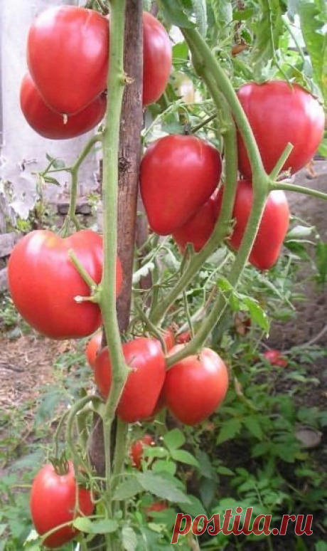 Самые урожайные сорта томатов сибири | Вырасти сад!