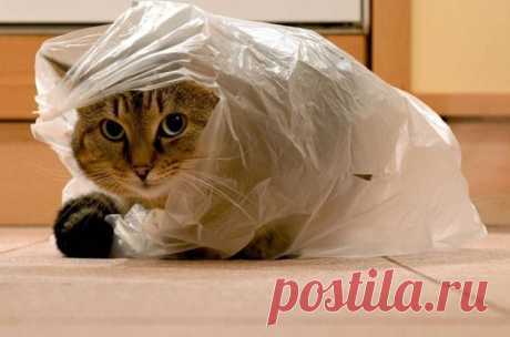 Коты и пакеты. Смешные фото хозяйственных котеек | Кошки и собаки