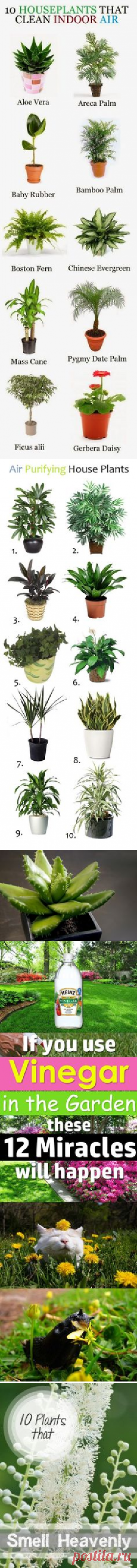 (34) 8 Детоксицирующие Комнатные растения, которые действуют как воздушные фильтры